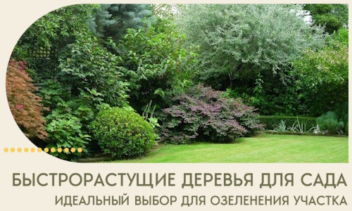 Быстрорастущие деревья для сада идеальный выбор в Миассе